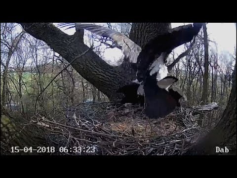 Poland DaB Nest~Mating~2018/04/15 7h33m