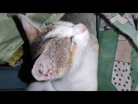 Cat is always alert  | Wake up |   #animals #catlover
