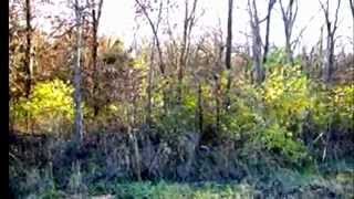preview picture of video '25 acres Logan Rd, Silex, MO 63377 | Tammie Johnson | 636-262-6085 | Silex Real Estate'