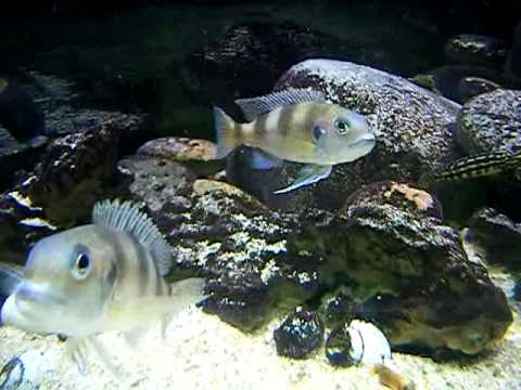 Limnochromis auritus