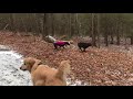 Barney Layla Nico Bear And Maple At Sterling Lake 1