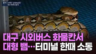 대구 시외버스 화물칸서 대형 뱀…터미널 한때 소동 [뉴스현장]