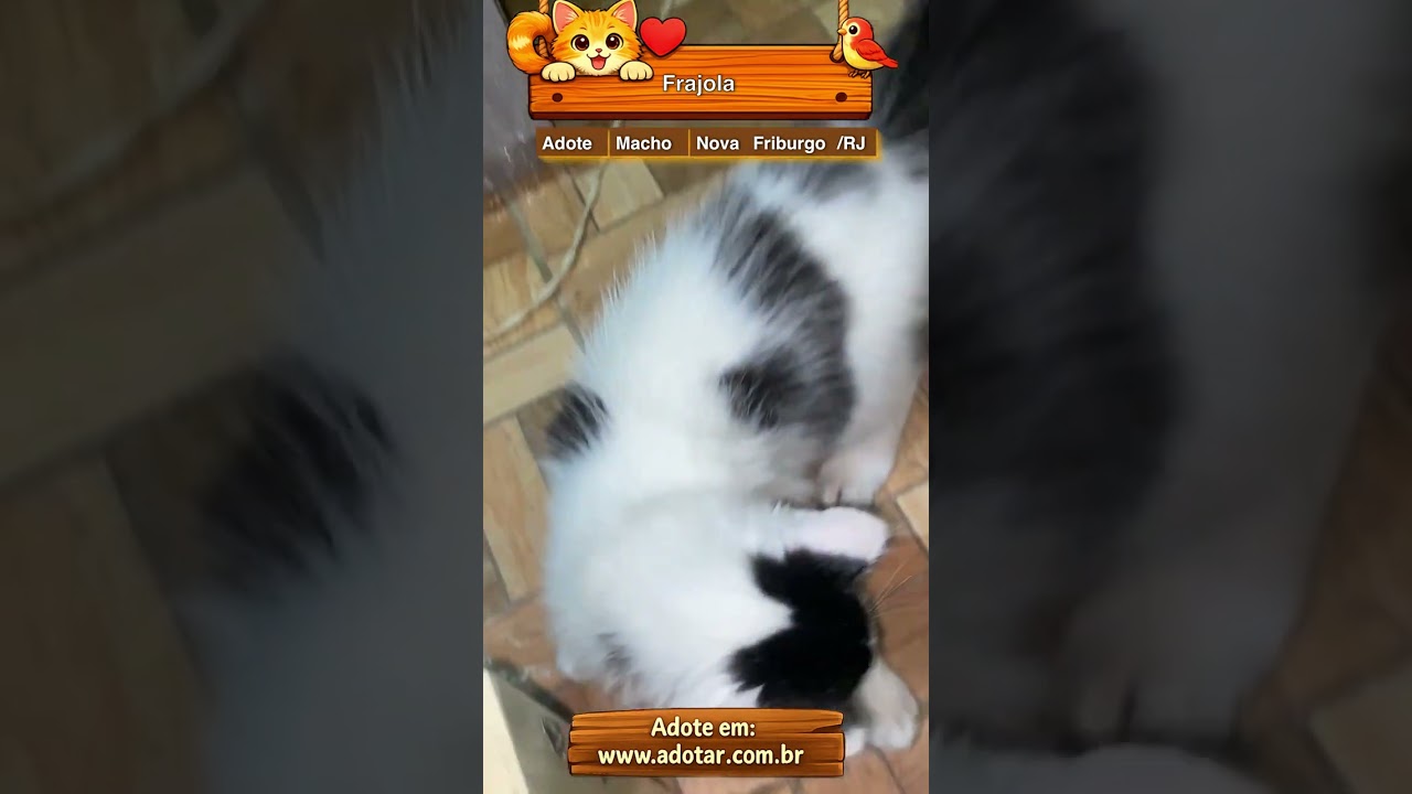 Gato raça SRD-ViraLata idade 2 a 6 meses nome Frajola 