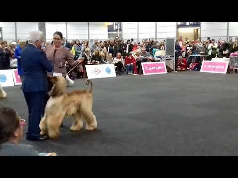 Afghan Hound CACIB Dogs - WDS2017