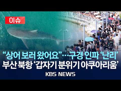 [🔴이슈] "KTX 타고 상어 보러"…'3.5m 상어 출현' 사흘째 목격/부산 북항 친수공원 '아쿠아리움 방불케'/2026년 9월 20일(일)/KBS