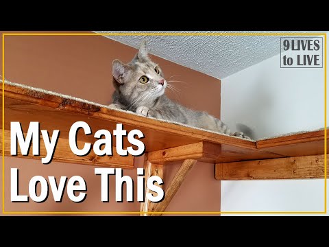 DIY Cat Shelf: Walkway Much Better Than a Cat Tree