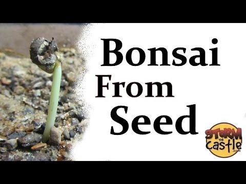 download lagu mp3 mp4 Growing Bonsai From Seed Step By Step, download lagu Growing Bonsai From Seed Step By Step gratis, unduh video klip Growing Bonsai From Seed Step By Step