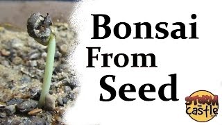 Starting a new batch of bonsai from seeds