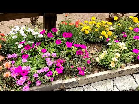 LINDAS FLORES 11 HORAS