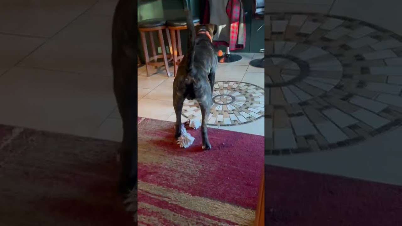 Pachi, a Adoptable Mixed Breed in Chattanooga, TN video 6/6