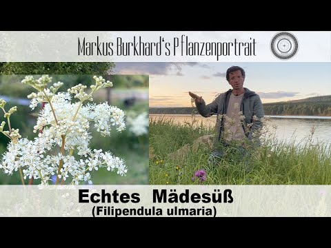 SCHMERZEN? Verwende DIESE Pflanze! Mädesüß-Filipendula, Verwendung, Standort, Heilpflanze