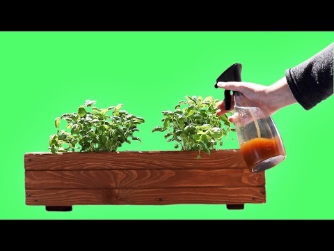 オーガニックガーデニング: 自然で地球に優しい自家製殺虫剤の 4 つのレシピ  庭園