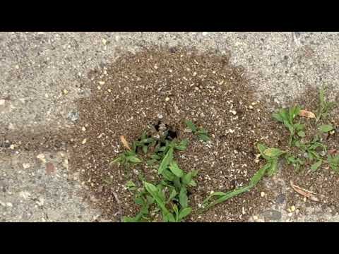Pavement Ants Control the Walkway in Ocean...