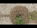 Pavement Ants Control the Walkway in Ocean Grove, NJ