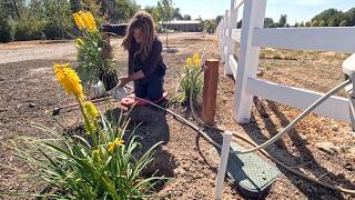 Grape Tree Update + Planting 3 Varieties of Ornamental Grass & Red Hot Pokers! 🍇🌾🍓 // Garden Answer