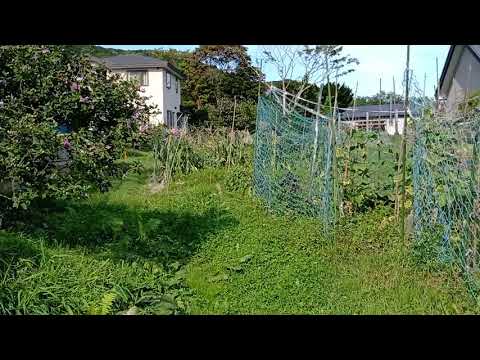 UMIDIGI Z2 PRO 手ぶれ補正ON 歩き