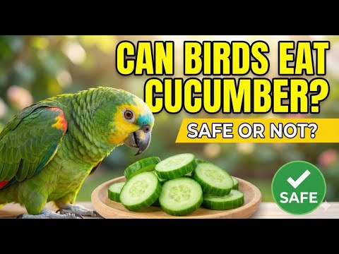 Can Birds Eat Cucumber? Safe Serving Guide for Pet & Wild Birds