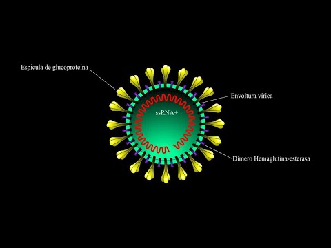 ¿Qué es el coronavirus?