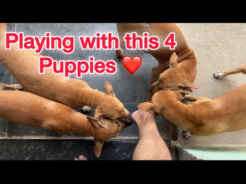 Playing With This 4 Puppies❤️#subscribe #like #share #youtube #trending #viralvideo #vlog