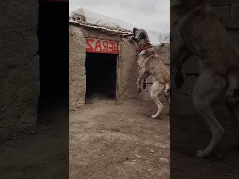 #dog #doglover #dogshorts #doglife #dangerous #bulldog #funny #nature