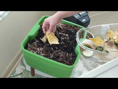 Hot Frog Living Composter Day 145  - Mini Feeding - Vermicomposting