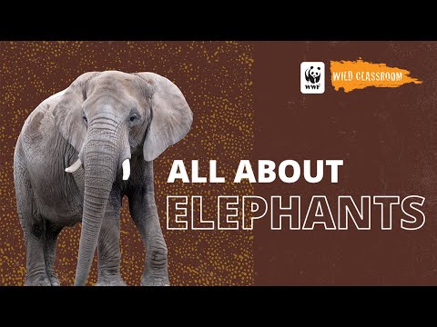 All About Elephants