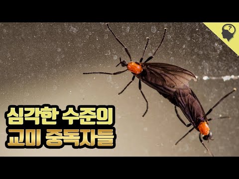 아이콘