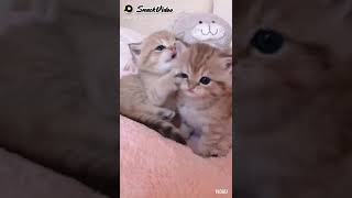 Download lagu Lagu atuna tufuli mp3 Download lagu Lagu atuna tufuli mp3