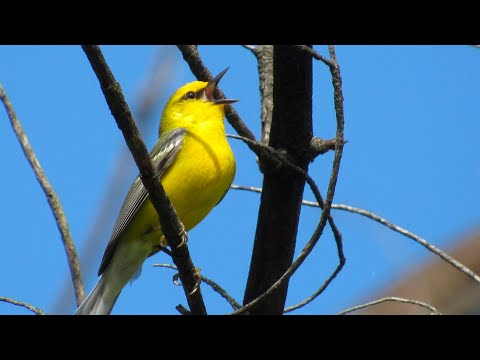 Spring Bird Quest in the Finger Lakes (2020)
