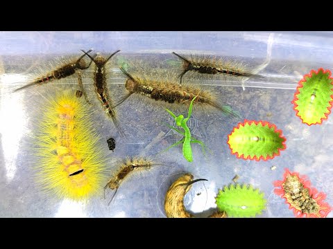 Questo è pericoloso, sto cercando bellissimi bruchi di vari colori