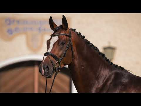 Landbeschäler VAN CORDOBA stellt überragenden ersten Fohlenjahrgang