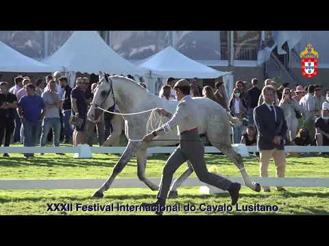 XXXII FIPSL - 210918 Modelos e Andamentos Classe III Poldros de 3 Anos