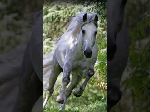 , title : 'Bashkir curlies horse breed |curly hair horse| #facts |#shorts |#viral |#youtubeshorts'
