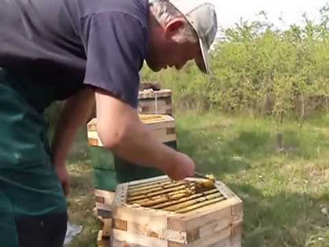 Top Bar Hive Beekeeping Méhészet   Geddekas K  S  N  Fecó 2