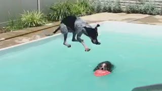 animale sarituri caini in piscina