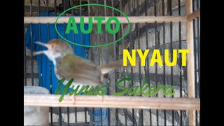 Download lagu PRENJAK LUMUT gacor suara keras MElengking.cocok untuk pikat dan masteran mp3