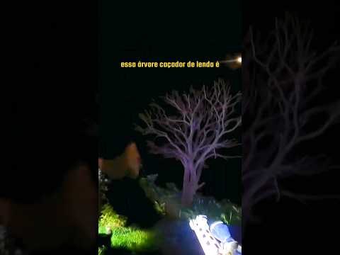 NO INTERNATO O RENATO GARCIA ACHOU A LENDA DA ÁRVORE? 😱 #Shorts #renatogarcia #abraaoyt