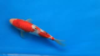 video van Ginrin Sanke 2404035