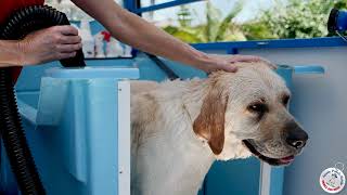 Mobile dog grooming with Aussie Pooch Mobile Dog Wash