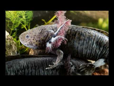 Uncovering Axolotls: Predators and Conservation