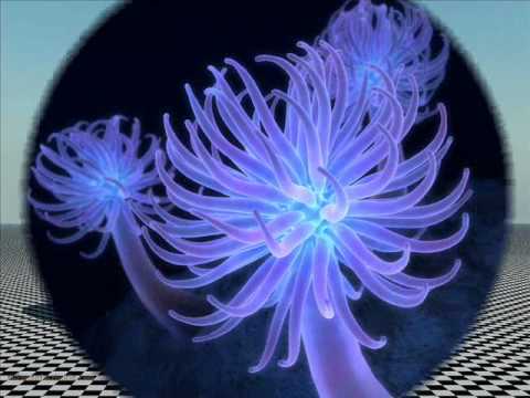 Amistad (Musica by Rivero and dj Rob ~ You are the queen)