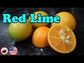 RED LIME Review Cat Ruins Video Weird Fruit Explorer Ep 346