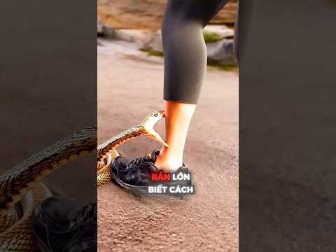 Vì sao RẮN CON lại nguy hiểm hơn Rắn Trưởng Thành. #shorts