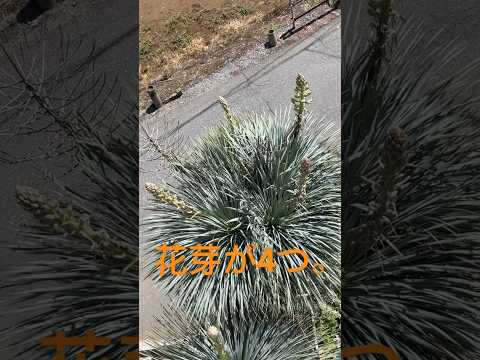 屋外のユッカを維持するにはどうすればよいですか?魔法の開花のチュートリアル!  庭園