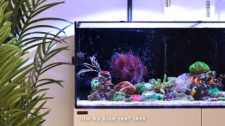 Latest Additions to my Saltwater Tank | Blue Reef Tank