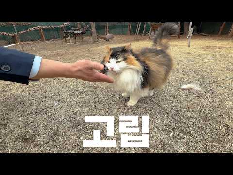 산골 고립으로 성격이 변한 고양이들