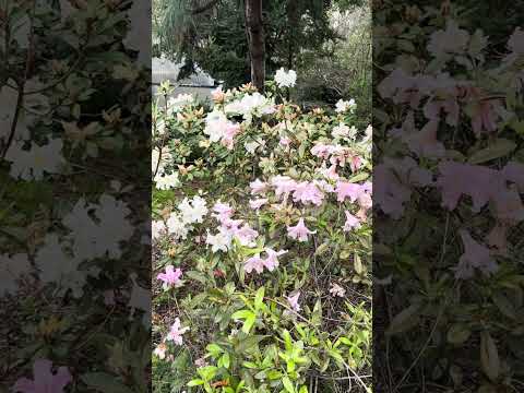 Rhododendron x Anne Teese - Rh maddenii hybrid ( rh. ciliicalyx x formosum ) Arnold Teese hybrid 