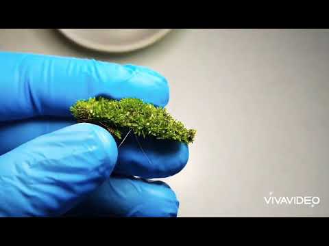 So finden Sie einen WASSERBÄR (Bärtierchen)