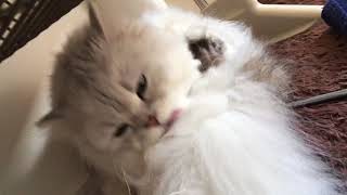 ペルシャ猫のペル君 #24