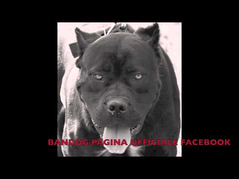 Bandog - NUN ME PARLA MAL E NAPL